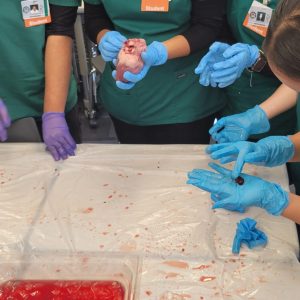2024 - Heart Anatomy Lab